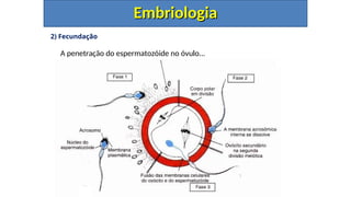 2) Fecundação
A penetração do espermatozóide no óvulo...
Embriologia
Embriologia
 