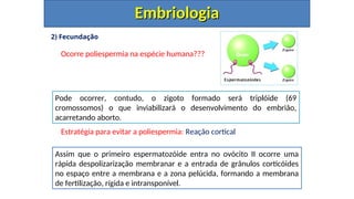 2) Fecundação
Ocorre poliespermia na espécie humana???
Estratégia para evitar a poliespermia: Reação cortical
Embriologia
Embriologia
Pode ocorrer, contudo, o zigoto formado será triplóide (69
cromossomos) o que inviabilizará o desenvolvimento do embrião,
acarretando aborto.
Assim que o primeiro espermatozóide entra no ovócito II ocorre uma
rápida despolizarização membranar e a entrada de grânulos corticóides
no espaço entre a membrana e a zona pelúcida, formando a membrana
de fertilização, rígida e intransponível.
 