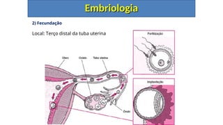 2) Fecundação
Local: Terço distal da tuba uterina
Embriologia
Embriologia
 