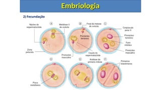 2) Fecundação
Etapas
Embriologia
Embriologia
 