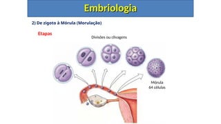 2) De zigoto à Mórula (Morulação)
Etapas
Embriologia
Embriologia
Mórula
64 células
Divisões ou clivagens
 