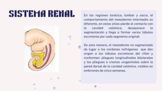 EMBRIOLOGIA E HISTOLOGIA RENAL_20240515_013347_0000.pdf