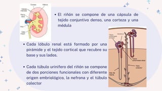 EMBRIOLOGIA E HISTOLOGIA RENAL_20240515_013347_0000.pdf