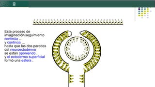 Neuroectodermo Embriología y Desarrollo Detallado de la Retina Humana | PPTX