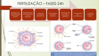 FERTILIZAÇÃO – FASES-24h
Passagem do
espermatozoide
pela corona
radiata;
Penetração do
espermatozoide
na zona
pelúcida;
Fusão das
membranas
plasmáticas;
Oócito finaliza
2ª divisão
meiótica;
Formação dos
pronúcleos –
masculino e
feminino;
Condensação
dos
cromossomos;
1ª divisão
mitótica do
zigoto.
 