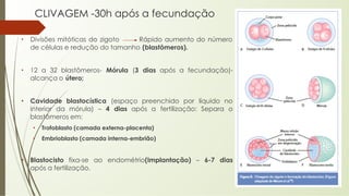 CLIVAGEM -30h após a fecundação
• Divisões mitóticas do zigoto Rápido aumento do número
de células e redução do tamanho (blastômeros).
• 12 a 32 blastômeros- Mórula (3 dias após a fecundação)-
alcança o útero;
• Cavidade blastocística (espaço preenchido por líquido no
interior da mórula) – 4 dias após a fertilização: Separa o
blastômeros em:
• Trofoblasto (camada externa-placenta)
• Embrioblasto (camada interna-embrião)
• Blastocisto fixa-se ao endométrio(Implantação) – 6-7 dias
após a fertilização.
 