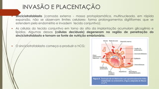 INVASÃO E PLACENTAÇÃO
▪ Sinciciotrofoblasto (camada externa - massa protoplasmática, multinucleada, em rápida
expansão, não se observam limites celulares- forma prolongamentos digitiformes que se
estendem pelo endométrio e invadem tecido conjuntivo);
▪ As células do tecido conjuntivo em torno do sitio da implantação acumulam glicogênio e
lipídios. Algumas dessas (células deciduais) degeneram na região de penetração do
sinciciotrofoblasto e tornam-se fonte de nutrição embrionária.
▪ O sinciciotrofoblasto começa a produzir a hCG;
 