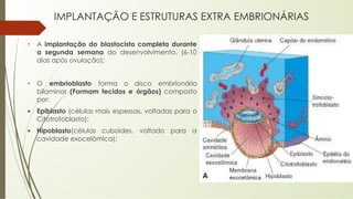 IMPLANTAÇÃO E ESTRUTURAS EXTRA EMBRIONÁRIAS
• A implantação do blastocisto completa durante
a segunda semana do desenvolvimento. (6-10
dias após ovulação);
• O embrioblasto forma o disco embrionário
bilaminar (Formam tecidos e órgãos) composto
por:
▪ Epiblasto (células mais espessas, voltadas para o
Citotrofoblasto);
▪ Hipoblasto(células cuboides, voltado para a
cavidade exocelômica);
 