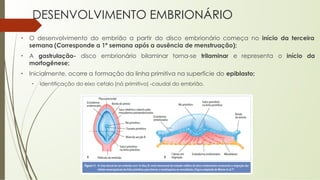 DESENVOLVIMENTO EMBRIONÁRIO
• O desenvolvimento do embrião a partir do disco embrionário começa no início da terceira
semana (Corresponde a 1ª semana após a ausência de menstruação);
• A gastrulação- disco embrionário bilaminar torna-se trilaminar e representa o início da
morfogênese;
• Inicialmente, ocorre a formação da linha primitiva na superfície do epiblasto;
• Identificação do eixo cefalo (nó primitivo) -caudal do embrião.
 
