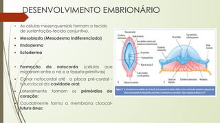 DESENVOLVIMENTO EMBRIONÁRIO
• As células mesenquemiais formam o tecido
de sustentação-tecido conjuntivo.
▪ Mesoblasto (Mesoderma indiferenciado)
▪ Endoderma
▪ Ectoderma
• Formação da notocorda (células que
migraram entre o nó e a fosseta primitivas)
▪ Canal notocordal até a placa pré-cordal -
futuro local da cavidade oral;
▪ Lateralmente formam os primórdios do
coração;
▪ Caudalmente forma a membrana cloacal-
futuro ânus;
 