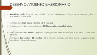 DESENVOLVIMENTO EMBRIONÁRIO
• Alantóide- 16ºdia: Surge do saco vitelínico, se expande para o córion e forma vasos sanguíneos
que servirão à placenta.
• Formação do tubo neural- termina na 4ª semana
▪ Ectoderma da placa neural- Formam SNC (encéfalo e medula), retina
• Formação da crista neural- Originam os gânglios dos nervos cranianos V, VII, IX e X, células da
adrenal;
• Formação dos somitos- 20- 35 dias- 38 a 44 pares ao lado do tubo neural- esqueleto axial,
músculos e derme adjacentes.
 