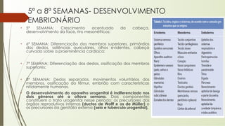 5ª a 8ª SEMANAS- DESENVOLVIMENTO
EMBRIONÁRIO
• 5ª SEMANA: Crescimento acentuado da cabeça,
desenvolvimento da face, rins mesonéfricos;
• 6ª SEMANA: Diferenciação dos membros superiores, primórdios
dos dedos, saliências auriculares, olhos evidentes, cabeça
curvada sobre a proeminência cardíaca;
• 7ª SEMANA: Diferenciação dos dedos, ossificação dos membros
superiores;
• 8ª SEMANA: Dedos separados, movimentos voluntários dos
membros, ossificação do fêmur, embrião com características
nitidamente humanas.
• O desenvolvimento do aparelho urogenital é indiferenciado nos
dois gêneros até a oitava semana. Dois componentes
constituem o trato urogenital nesse período: os precursores dos
órgãos reprodutivos internos (ductos de Wolff e os de Müller) e
os precursores da genitália externa (seio e tubérculo urogenital).
 