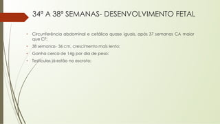 34ª A 38ª SEMANAS- DESENVOLVIMENTO FETAL
• Circunferência abdominal e cefálica quase iguais, após 37 semanas CA maior
que CF;
• 38 semanas- 36 cm, crescimento mais lento;
• Ganha cerca de 14g por dia de peso;
• Testículos já estão no escroto;
 