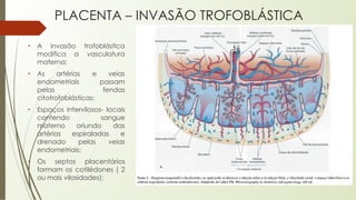 • A invasão trofoblástica
modifica a vasculatura
materna;
• As artérias e veias
endometriais passam
pelas fendas
citotrofoblásticas;
• Espaços intervilosos- locais
contendo sangue
materno oriundo das
artérias espiraladas e
drenado pelas veias
endometriais;
• Os septos placentários
formam os cotilédones ( 2
ou mais vilosidades);
PLACENTA – INVASÃO TROFOBLÁSTICA
 