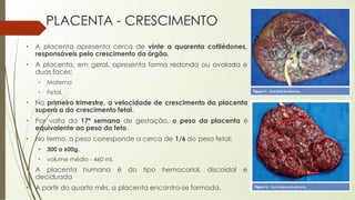 PLACENTA - CRESCIMENTO
• A placenta apresenta cerca de vinte a quarenta cotilédones,
responsáveis pelo crescimento do órgão.
• A placenta, em geral, apresenta forma redonda ou ovalada e
duas faces:
• Materna
• Fetal.
• No primeiro trimestre, a velocidade de crescimento da placenta
supera a do crescimento fetal.
• Por volta da 17ª semana de gestação, o peso da placenta é
equivalente ao peso do feto.
• No termo, o peso corresponde a cerca de 1/6 do peso fetal:
• 300 a 600g.
• volume médio - 460 ml.
• A placenta humana é do tipo hemocorial, discoidal e
deciduada
• A partir do quarto mês, a placenta encontra-se formada.
 