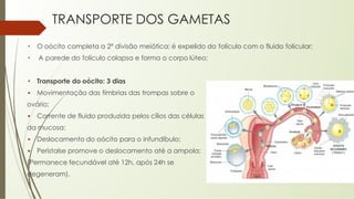 TRANSPORTE DOS GAMETAS
• O oócito completa a 2ª divisão meiótica; é expelido do folículo com o fluido folicular;
• A parede do folículo colapsa e forma o corpo lúteo;
• Transporte do oócito: 3 dias
▪ Movimentação das fímbrias das trompas sobre o
ovário;
▪ Corrente de fluido produzida pelos cílios das células
da mucosa;
▪ Deslocamento do oócito para o infundíbulo;
▪ Peristalse promove o deslocamento até a ampola;
(Permanece fecundável até 12h, após 24h se
degeneram).
 