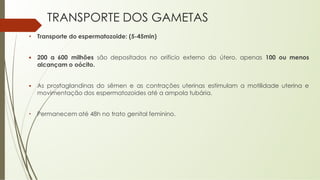 • Transporte do espermatozoide: (5-45min)
▪ 200 a 600 milhões são depositados no orifício externo do útero, apenas 100 ou menos
alcançam o oócito.
▪ As prostaglandinas do sêmen e as contrações uterinas estimulam a motilidade uterina e
movimentação dos espermatozoides até a ampola tubária.
• Permanecem até 48h no trato genital feminino.
TRANSPORTE DOS GAMETAS
 