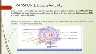 • Para ocorrer fertilização, os espermatozoides devem sofrer processo de CAPACITAÇÃO
(habilidade de sofrer reação acrossômica e de ligar-se à zona pelúcida (glicoproteína ZP3)
e adquirir hipermotilidade).
• Reação acrossômica ( Quebra e modificação da membrana da célula; Liberação de
enzimas – hialuronidase e acrosina)
TRANSPORTE DOS GAMETAS
 