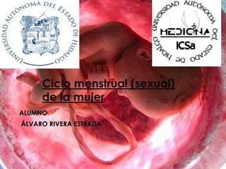Ciclo menstrual (sexual) 
de la mujer 
ALUMNO 
•ÁLVARO RIVERA ESTRADA 
 