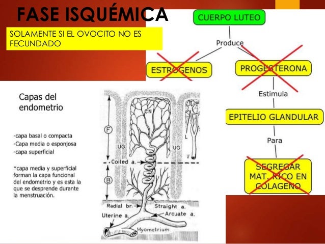 Embriologia fases del ciclo menstrual
