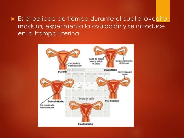 Embriologia fases del ciclo menstrual