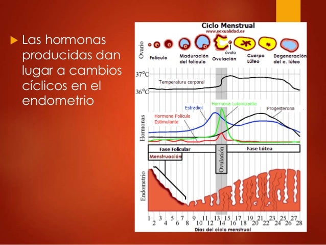 Embriologia fases del ciclo menstrual