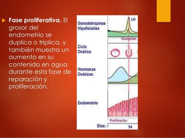 Embriologia fases del ciclo menstrual