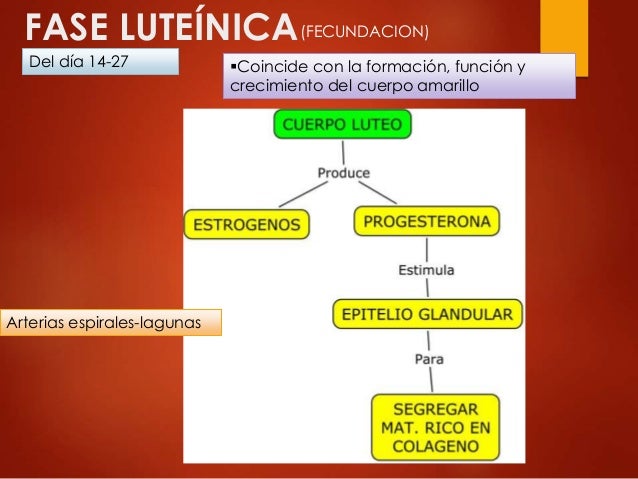 Embriologia fases del ciclo menstrual