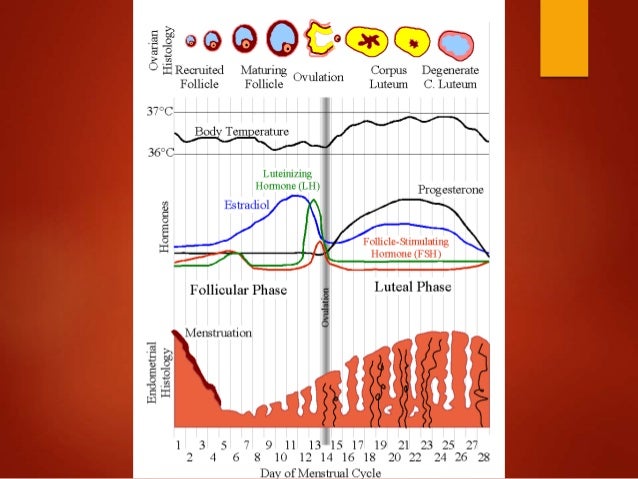 Embriologia fases del ciclo menstrual