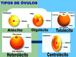 TIPOS DE ÓVULOSOligolécitoTelolécitoAlécitoCentrolécitoHeterolécito