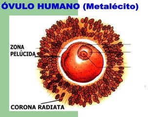 ÓVULO HUMANO (Metalécito)