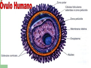 Óvulo Humano