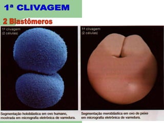 1ª CLIVAGEM2 Blastômeros