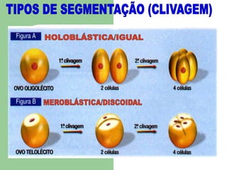 TIPOS DE SEGMENTAÇÃO (CLIVAGEM)HOLOBLÁSTICA/IGUALMEROBLÁSTICA/DISCOIDAL
