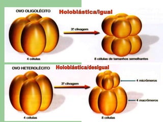 Holoblástica/igualHoloblástica/desigual