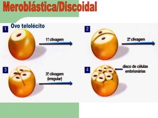 Meroblástica/DiscoidalOvo telolécito
