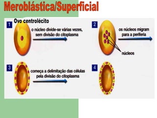 Meroblástica/SuperficialOvo centrolécito