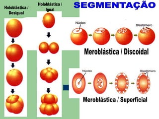 SEGMENTAÇÃOHoloblástica /IgualHoloblástica /DesigualMeroblástica / DiscoidalMeroblástica / Superficial