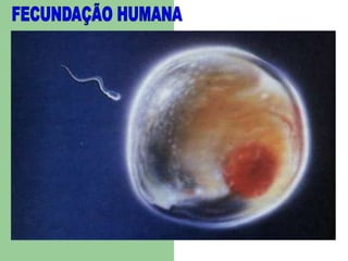 FECUNDAÇÃO HUMANA