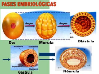 FASES EMBRIOLÓGICASBlástulaOvoMórulaNêurulaGástrula