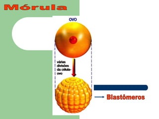 MórulaBlastômeros