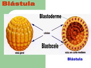 BlástulaBlastodermeBlastoceleBlástula
