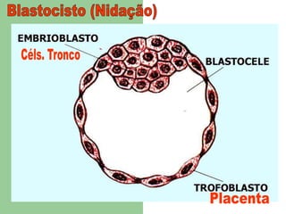 Blastocisto (Nidação)Céls. TroncoPlacenta