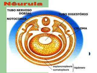 Nêurula