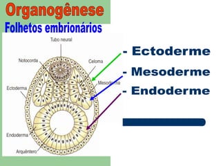 OrganogêneseFolhetos embrionários- Ectoderme- Mesoderme- Endoderme