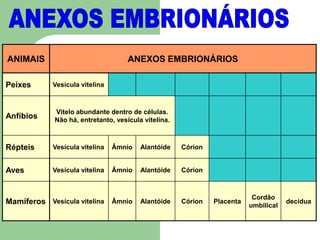 ANEXOS EMBRIONÁRIOSA N E X O S E M B R I O N Á R I O S