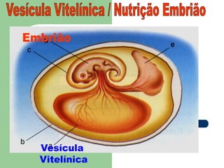 Vesícula Vitelínica / Nutrição EmbriãoEmbriãoVesícula Vitelínica