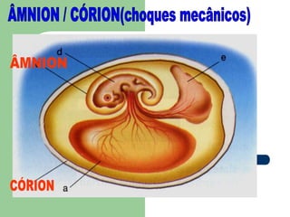 ÂMNION / CÓRION(choques mecânicos)ÂMNIONCÓRION