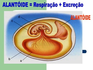 ALANTÓIDE = Respiração + ExcreçãoALANTÓIDE