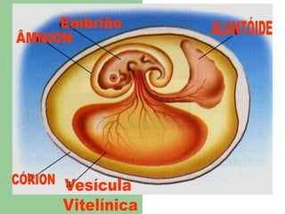 EmbriãoALANTÓIDEÂMNIONCÓRIONVesícula Vitelínica